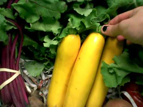 Local Box Video May 16 - 20