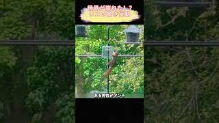 世界が崩れた！？リスの驚き行動#リス #可愛い動物 #癒し  #動物動画 #おもしろい #リスの生活 #野生動物 #ペット #いたずらリス #松の実 #自然観察