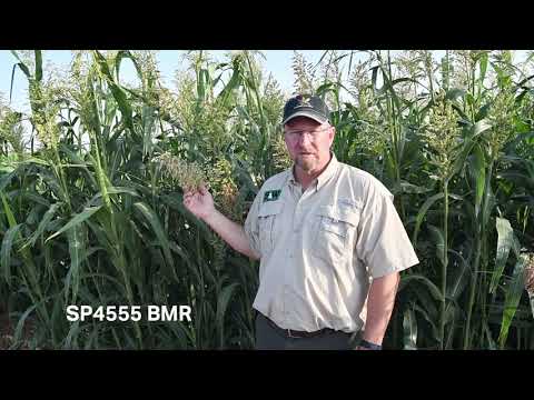 Sorghum Partners ® Product Profile- SP4555 BMR