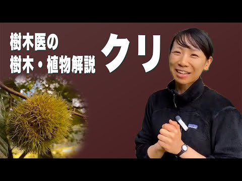 幸運の栗 植物