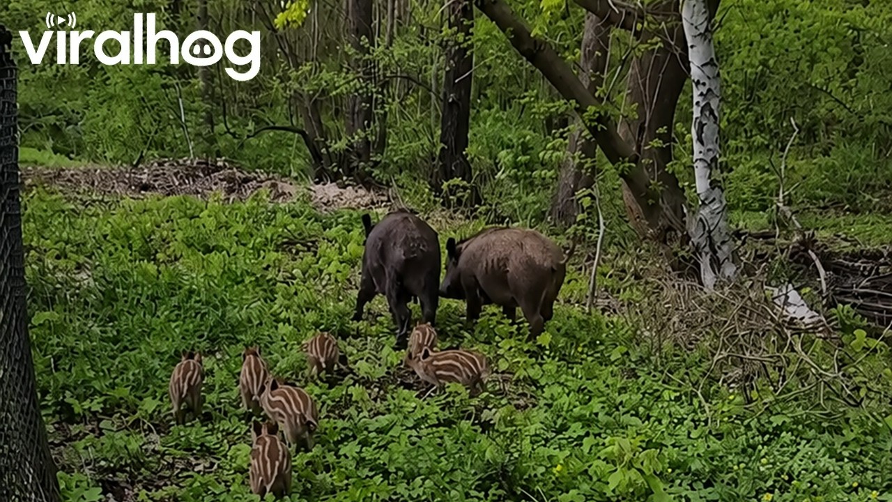 Wild Boar Family River Crossing || ViralHog