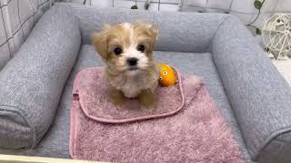 ハーフ犬の動画01