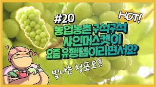 농업농촌 구석구석 ep.20 초록탱글 달달함의 극치!! 샤인머스킷 마시쪙~~