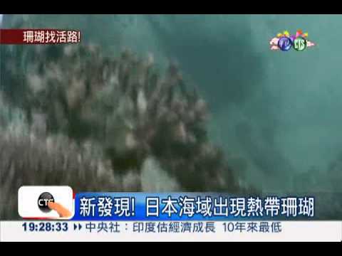 暖化找活路! 熱帶珊瑚往北遷徙