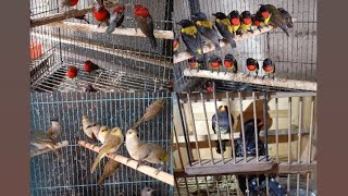 Download lagu Ready stock full pentis pelangi, poksay rembo, murai batu, cucak ijo, sepah raja, C. kombo, pentet.. mp3