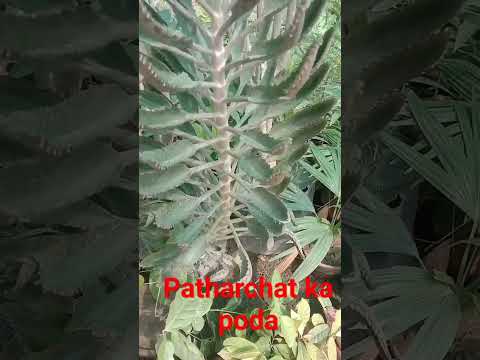 Patharchat ka poda Kalanchoe pinnata #biologyclass #flowertypes #gardenplants #fact #plant #fact