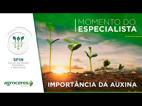 QUAL A IMPORTANCIA DA AUXINA? - MOMENTO DO ESPECIALISTA