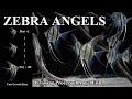 Angel fish growing fast | Zebra Angels | LIVE AQUARIUM