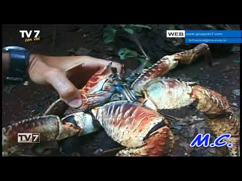 Tv7 con Voi del 30/1/2018 - Andiamo a Christmas Island (2 di 3)