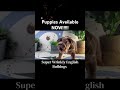 English Bulldog dogs for sale: Xpresso - Video 1