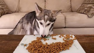 Fast Eating Husky Puppy – Attempted ASMR