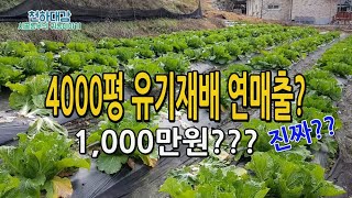 4000평 유기재배 연매출은? 농업소득? 귀농11년차 농부의 뼈아픈 농촌이야기 귀농뒷모습