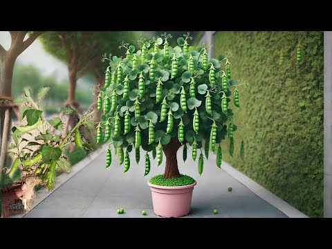 Grow Peas Like a Pro! Homemade Fertilizer With Lemon and Aloe Vera
