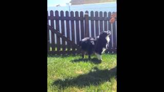 Darwin's Bag of Tricks | Mini Australian Shepherd