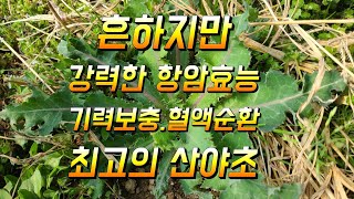 흔하지만 항암효능 기력보충 혈액순환에 최고의 산야초 방가지똥효능