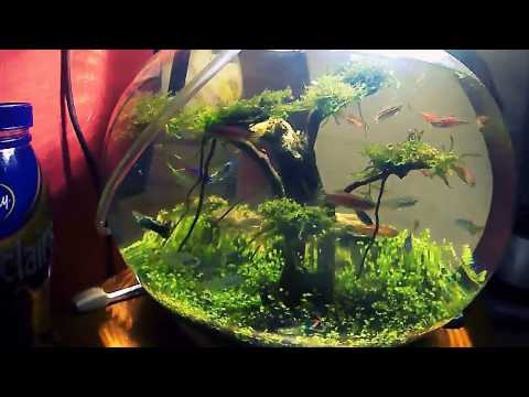 aquarium bulat aquascape