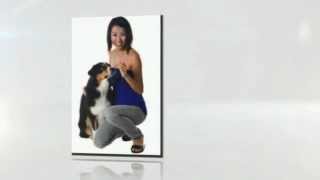 how to train your dog not to bark - dog training