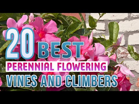 20 Best Perennial Flowering Vines and Climbers