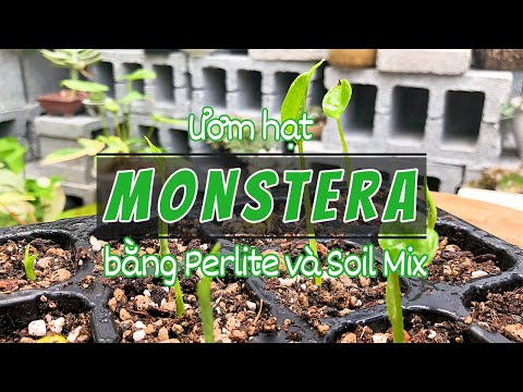 , title : 'Trồng Monstera Từ Hạt Với Đá Perlite Và Giá Thể Soil Mix |  Growing Monstera from seeds'