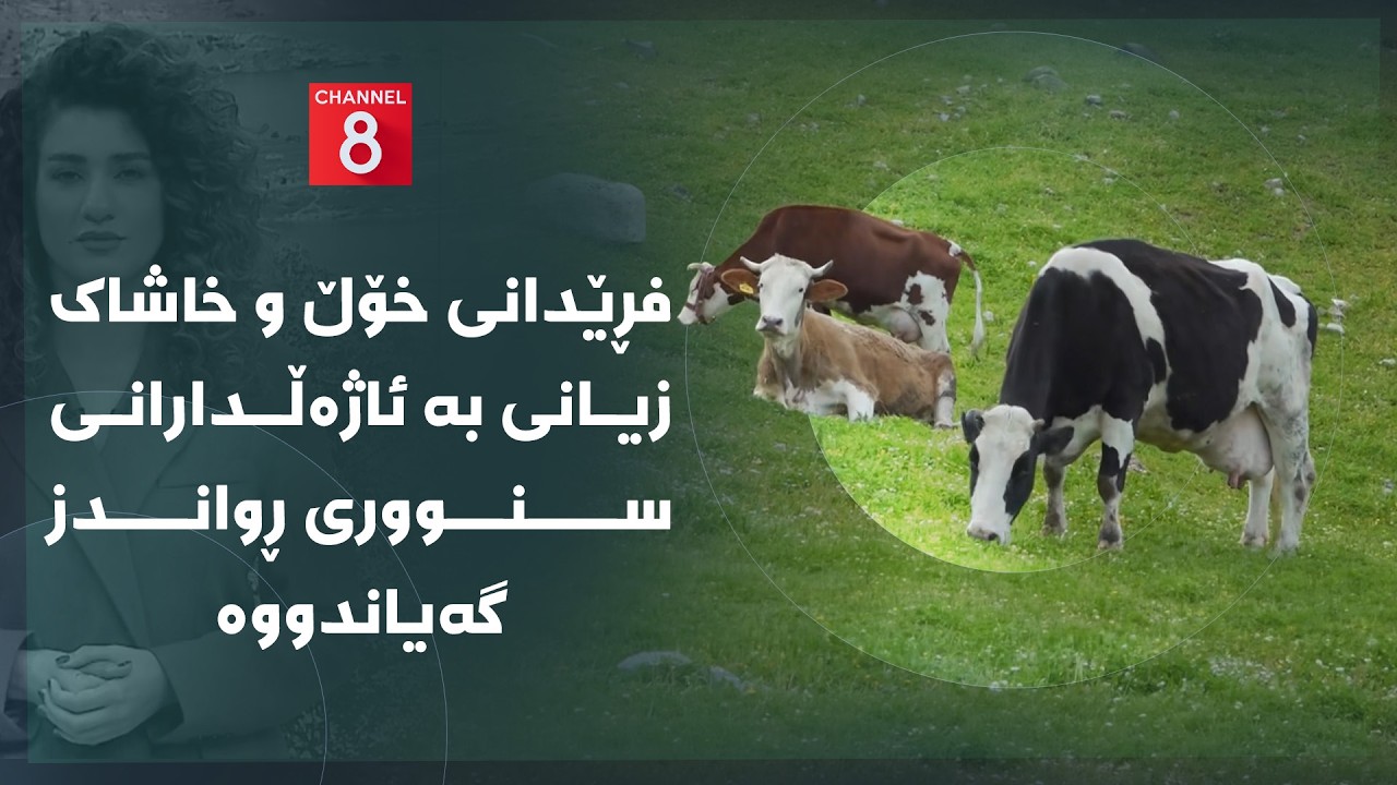 ڤیدیۆ | دەنگی زەوی - فڕێدانی خۆڵ و خاشاک زیانی بە ئاژەڵدارانی سنووری ڕواندز گەیاندووە