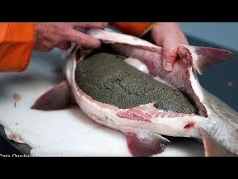 Harvesting Beluga Caviar Farm Supper Expensive