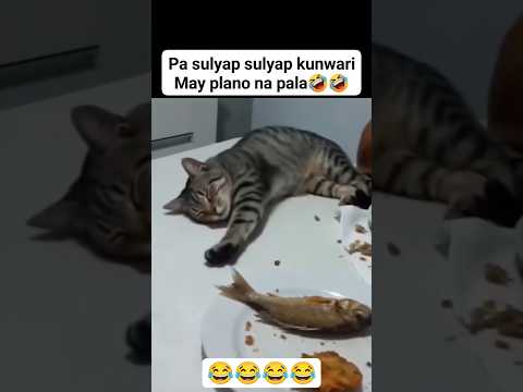 ang galing ng pusa😅 #funny #catshorts #viral #trending #shortvideo #funnyshorts #funnyshorts
