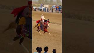 Download lagu Sindhi horse Saqi in sindh horse mela #balochihorses #sindhihorses #pacer #pakistan mp3 Download lagu Sindhi horse Saqi in sindh horse mela #balochihorses #sindhihorses #pacer #pakistan mp3