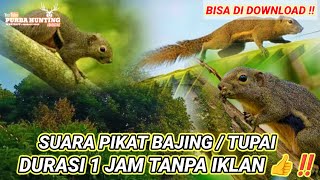 Download lagu 🔴 SUARA PIKAT BAJING / TUPAI // JAMINAN 100 % LANGSUNG DATANG ‼️ BISA DI DOWNLOAD ‼️ mp3