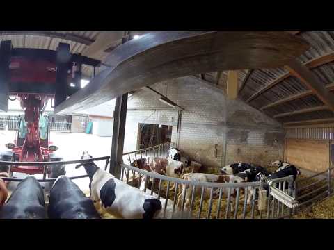 Bullenstall mit automatischer Futtervorlage auf Haus Düsse (360° Video, 4K)