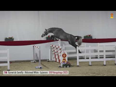 16 Cornet de Semilly - Hickstead White
