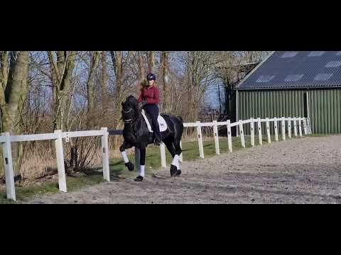 Stal Okkema's Yeske - Michiel x Beart - Approved Stallion by BP studbook - 2015 - 1.68m