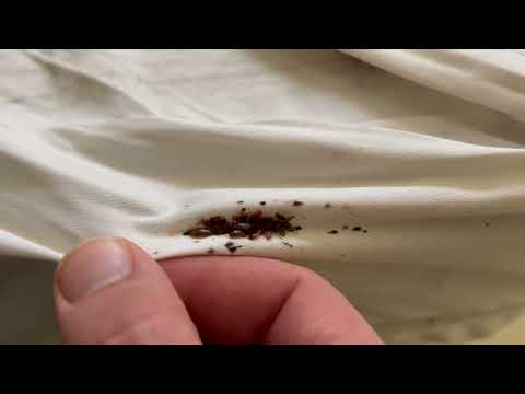 Pile of Bed Bugs Found on the Sheets in Neptune, NJ