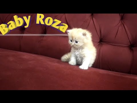 Little Kitty Roza🤩