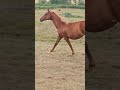 Colt Anglo-Arabian For sale 2024 Chesnut