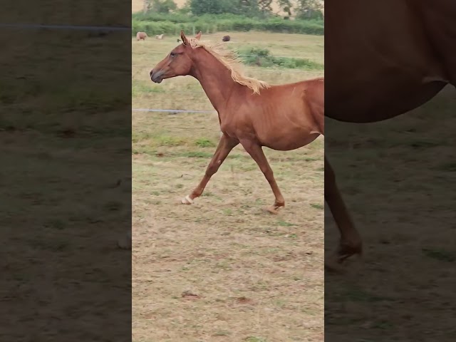 Colt Anglo-Arabian For sale 2024 Chesnut