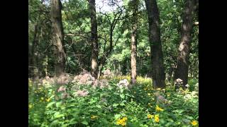 Gian-Carlo Menotti: Poemetti (12 Pieces for Piano)