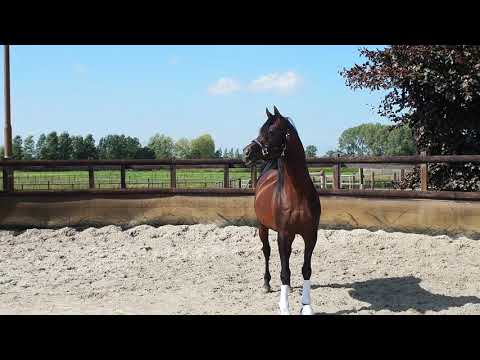 2.0 Vangelis (Ekstern x Galifa by Nadejni)