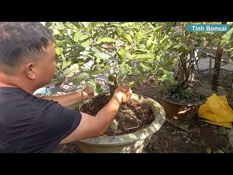 Tháo Kẽm Cho Nhánh Mai Nhà Chị Út