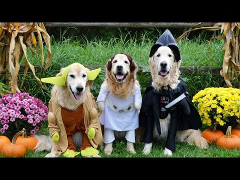 Halloween Funny Animals - Best Pet Costumes🎃👻