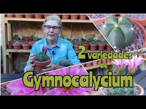 , title : 'Gymnocalycium Baldianum🌵 y Horstii🌵 + Tomas falsas | Cactumania_Spain'