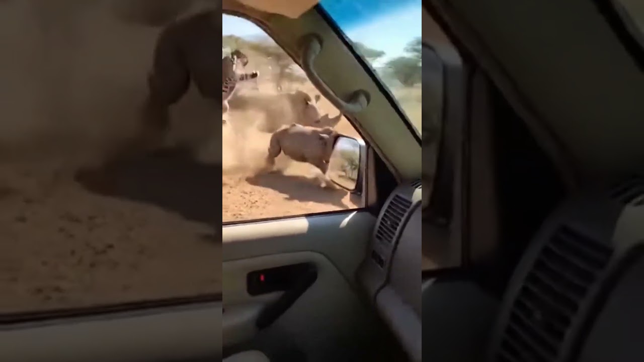 RHINO'S RAGE DEFENDS CALF! JEEP ATTACKED!  #जीवजंतुसंघर्ष #जंगलीजीवओंका हमल #सफारी #वास्तविकदस्तावेज