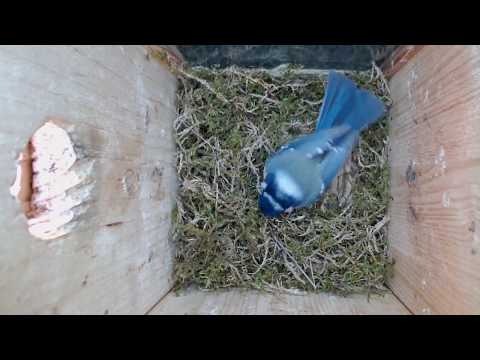 2020 03 27 Die Blaumeise macht langsam weiter