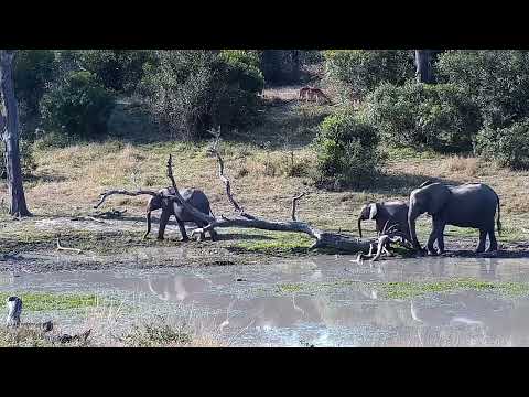 Djuma: Elephants - 14:44 - 07/27/2022