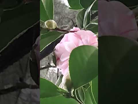 05.06.26🇦🇷 Canning Ezeiza Buenos Aires Argentina #flowers