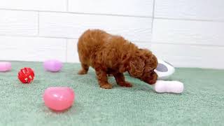 トイプードルの動画01