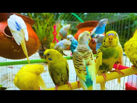2 Hours of Budgies Singing, Playing, and Talking - Perfect for Your sleep !