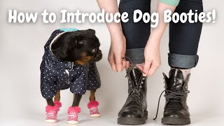 Download lagu How to Get Your Dog COMFORTABLE In Shoes or Boots! (NO MORE KICKING AROUND) mp3