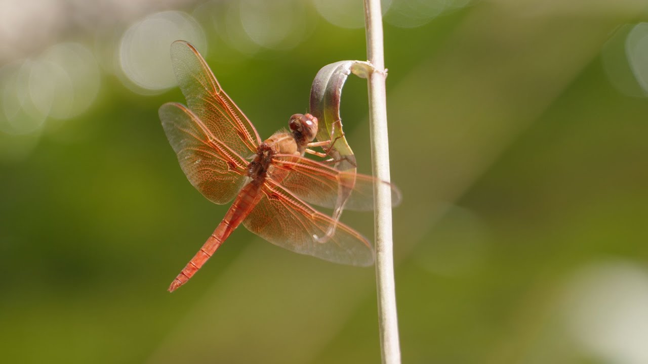 Dragonflies