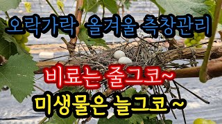 12월 포도 측창관리, 유용미생물 활용