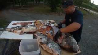 Clean and filet a black drum fish without scaling, drum worms and bug eating...